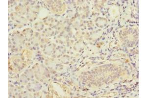 Immunohistochemistry of paraffin-embedded human pancreatic tissue using ABIN7152386 at dilution of 1:100 (FCHSD2 抗体  (AA 1-290))