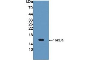 Western blot analysis of recombinant Mouse OCLN. (Occludin 抗体  (AA 17-107))