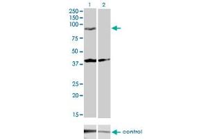 Western blot analysis of PCDHGA2 over-expressed 293 cell line, cotransfected with PCDHGA2 Validated Chimera RNAi (Lane 2) or non-transfected control (Lane 1). (PCDHGA2 抗体  (AA 223-331))