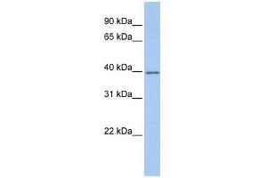 Western Blotting (WB) image for anti-Guanine Nucleotide Binding Protein (G Protein), alpha Inhibiting Activity Polypeptide 2 (GNAI2) antibody (ABIN634292)