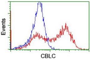 Image no. 2 for anti-Cbl proto-oncogene C (CBLC) (AA 244-474) antibody (ABIN1491263) (CBLC 抗体  (AA 244-474))