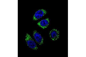 Confocal immunofluorescent analysis of EDN1 Antibody (C-term) (ABIN655912 and ABIN2845311) with A549 cell followed by Alexa Fluor 488-conjugated goat anti-rabbit lgG (green). (Endothelin 1 抗体  (C-Term))
