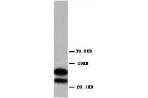Western blot analysis of rat brain tissue lysis using MBP antibody (MBP 抗体  (C-Term))