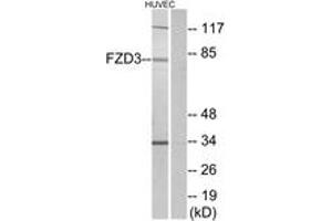 Western blot analysis of extracts from HuvEc cells, using FZD3 Antibody. (FZD3 抗体  (AA 481-530))