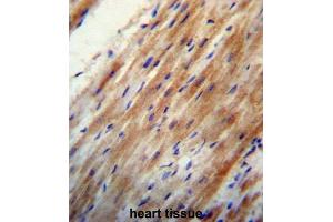 Immunohistochemistry (IHC) image for anti-Apolipoprotein O (APOO) antibody (ABIN2997276) (APOO 抗体)