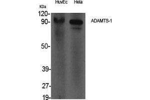 Western Blot (WB) analysis of specific cells using ADAMTS-1 Polyclonal Antibody. (ADAMTS1 抗体  (Internal Region))