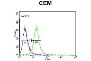 ZN160 Antibody (N-term) flow cytometric analysis of CEM cells (right histogram) compared to a negative control cell (left histogram). (ZNF160 抗体  (N-Term))