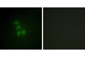 Peptide - +Western blot analysis of extracts from HeLa cells, using hnRNP G antibody. (RBMX 抗体  (N-Term))