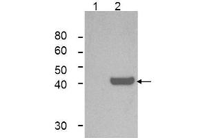Western Blot of Mouse Anti-IDO1 Antibody.