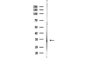 Western blot analysis of lysates from Mouse liver, using OR5W2 Antibody at 1/1000 dilution.