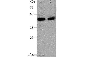 Western blot analysis of Hela and A549 cell, using PAWR Polyclonal Antibody at dilution of 1:1200 (PAWR 抗体)