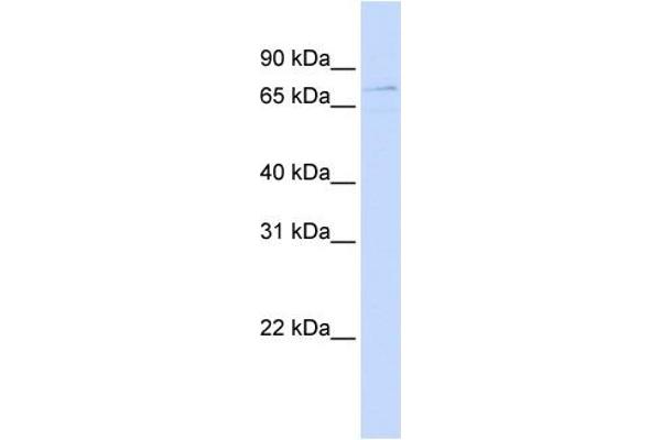 ZBTB3 抗体  (Middle Region)