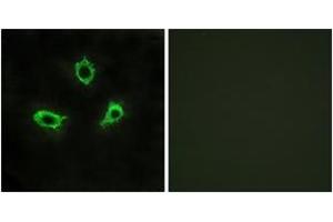 Immunofluorescence (IF) image for anti-G Protein-Coupled Receptor 115 (GPR115) (AA 641-690) antibody (ABIN2890790) (G Protein-Coupled Receptor 115 抗体  (AA 641-690))