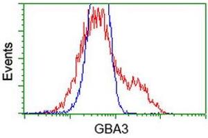 HEK293T cells transfected with either RC211035 overexpress plasmid (Red) or empty vector control plasmid (Blue) were immunostained by anti-GBA3 antibody (ABIN2454315), and then analyzed by flow cytometry. (GBA3 抗体  (AA 1-150, AA 370-469))