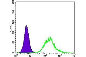 Flow cytometric analysis of K562 cells using MATK mouse mAb (green) and negative control (purple). (MATK 抗体)