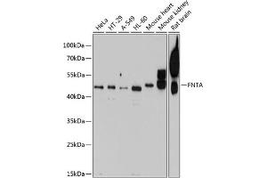 Western blot analysis of extracts of various cell lines, using FNTA antibody (ABIN6132265, ABIN6140735, ABIN6140736 and ABIN6224798) at 1:1000 dilution. (FNTA 抗体  (AA 280-379))