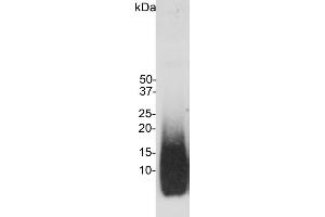 Blot of amyloid beta peptide blotted with ABIN1580412. (beta Amyloid 抗体)