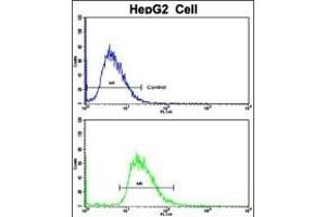 Flow Cytometry (FACS) image for anti-Cytochrome P450, Family 2, Subfamily J, Polypeptide 2 (CYP2J2) (AA 96-124), (N-Term) antibody (ABIN652340)