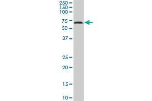 ACF MaxPab polyclonal antibody. (A1CF 抗体  (AA 1-594))