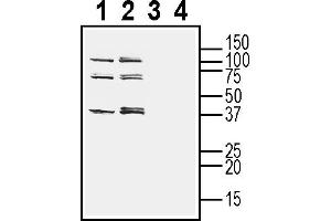 Western blot analysis of human  monocytic leukemia cell line lysate (lanes 1 and 3) and human  MG glioblastoma cell line lysate (2 and 4):3-4. (TMEM150C 抗体  (Extracellular))