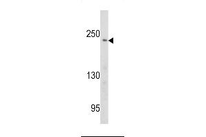 Western blot analysis of PCM-1 antibody in Ramos cell line lysates (35ug/lane) (PCM1 抗体  (AA 632-661))
