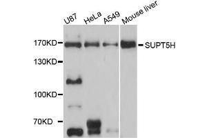 Western blot analysis of extracts of various cell lines, using SUPT5H antibody. (SUPT5H 抗体  (AA 125-425))