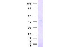CHRNA2 Protein (Myc-DYKDDDDK Tag)