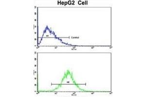 Flow cytometric analysis of HepG2 cells using GCAT Antibody (Center)(bottom histogram) compared to a negative control cell (top histogram). (GCAT 抗体  (AA 155-181))