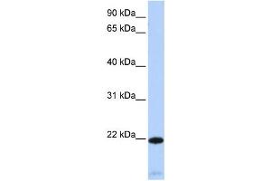 Western Blotting (WB) image for anti-Regulator of G-Protein Signaling 5 (RGS5) antibody (ABIN2460104) (RGS5 抗体)