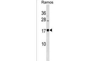 BLACE Antibody (N-term) (ABIN1539059 and ABIN2838162) western blot analysis in Ramos cell line lysates (35 μg/lane). (BLACE 抗体  (N-Term))
