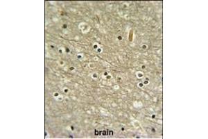 WDR82 Antibody (N-term) (ABIN651007 and ABIN2840036) IHC analysis in formalin fixed and paraffin embedded human brain tissue followed by peroxidase conjugation of the secondary antibody and DAB staining. (WDR82 抗体  (N-Term))