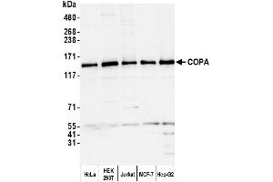 Western Blotting (WB) image for anti-Coatomer Protein Complex, Subunit alpha (COPA) (AA 1174-1224) antibody (ABIN7453067) (COPA 抗体  (AA 1174-1224))