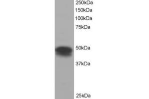 Western Blotting (WB) image for anti-Flotillin 1 (FLOT1) (C-Term) antibody (ABIN2465210) (Flotillin 1 抗体  (C-Term))