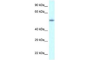 Western Blot showing GORASP2 antibody used at a concentration of 1 ug/ml against HepG2 Cell Lysate (GORASP2 抗体  (C-Term))