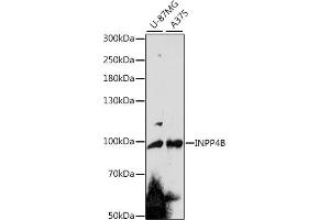 Western blot analysis of extracts of various cell lines, using INPP4B antibody (ABIN7267881) at 1:1000 dilution. (INPP4B 抗体  (AA 380-600))