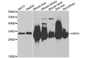 Western blot analysis of extracts of various cell lines, using HAGH antibody. (HAGH 抗体  (AA 1-260))