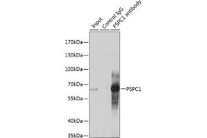Immunoprecipitation (IP) image for anti-Paraspeckle Component 1 (PSPC1) (AA 1-70) antibody (ABIN6146363)