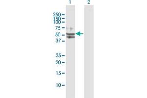Western Blot analysis of TUFM expression in transfected 293T cell line by TUFM MaxPab polyclonal antibody. (TUFM 抗体  (AA 1-455))