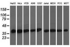 Image no. 1 for anti-DnaJ (Hsp40) Homolog, Subfamily A, Member 2 (DNAJA2) antibody (ABIN1497861) (DNAJA2 抗体)