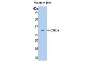 Western Blotting (WB) image for anti-Epidermal Growth Factor (EGF) (AA 45-275) antibody (ABIN3208384) (EGF 抗体  (AA 45-275))
