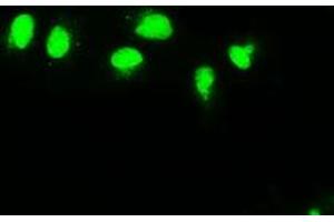 Anti-MAP2K4 mouse monoclonal antibody (ABIN2452439) immunofluorescent staining of COS7 cells transiently transfected by pCMV6-ENTRY MAP2K4 (RC206051). (MAP2K4 抗体)