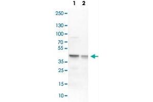 Western Blot analysis of Lane 1: NIH-3T3 cell lysate (mouse embryonic fibroblast cells) and Lane 2: NBT-II cell lysate (Wistar rat bladder tumour cells) with ECH1 polyclonal antibody . (ECH1 抗体)