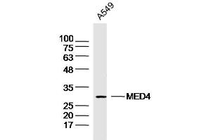 A549 lysates probed with MED4 Polyclonal Antibody, Unconjugated  at 1:300 dilution and 4˚C overnight incubation. (MED4 抗体  (AA 101-200))