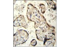 Immunohistochemistry analysis in Formalin Fixed and Paraffin Embedded human plecenta tissue using RSBN1 Antibody (N-term) followed by peroxidase conjugation of the secondary antibody and DAB staining. (RSBN1 抗体  (N-Term))