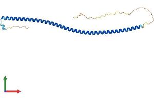 AlphaFold protein structure predicition of Mouse Recombinant Ccdc85b Protein, UniprotID Q6PDY0