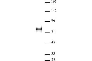 YAP1 antibody (pAb) tested by Western blot. (YAP1 抗体  (C-Term))