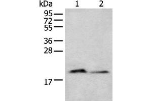 Western blot analysis of Mouse brain tissue and Raji cell lysates using KRTAP11-1 Polyclonal Antibody at dilution of 1:400 (KRTAP11-1 抗体)