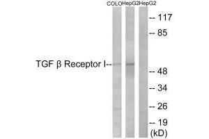 Western blot analysis of extracts from COLO cells and HepG2 cells, using TGF β Receptor I (Ab-165) antibody.