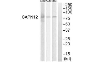Western Blotting (WB) image for anti-Calpain 12 (CAPN12) (Internal Region) antibody (ABIN1850966) (CAPN12 抗体  (Internal Region))