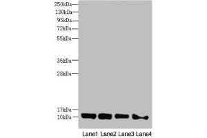 Western blot All lanes: DNAJC19 antibody at 0. (DNAJC19 抗体  (AA 1-116))